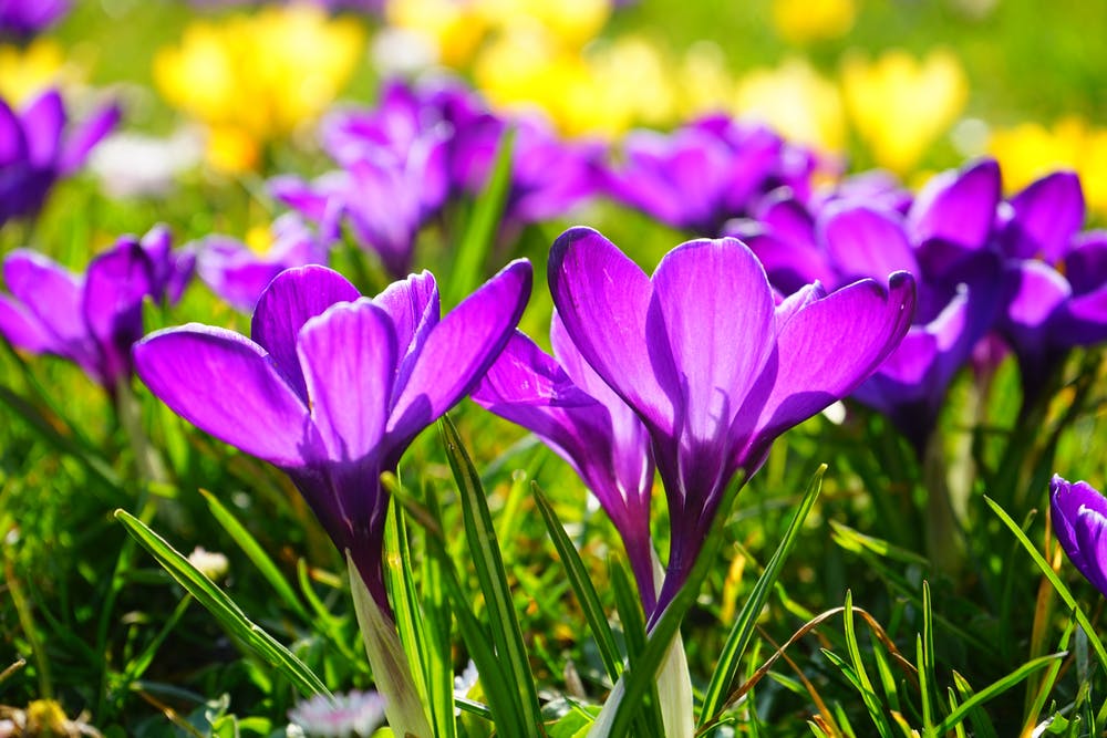 Picture of purple flowers